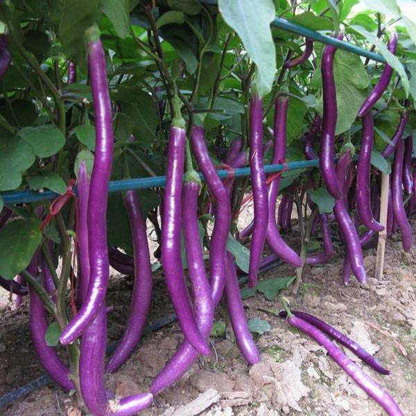 Combo 3 gói hạt giống cà tím trái siêu dài f1 -1 gói 2 gram-tặng kèm gói phân bón lót