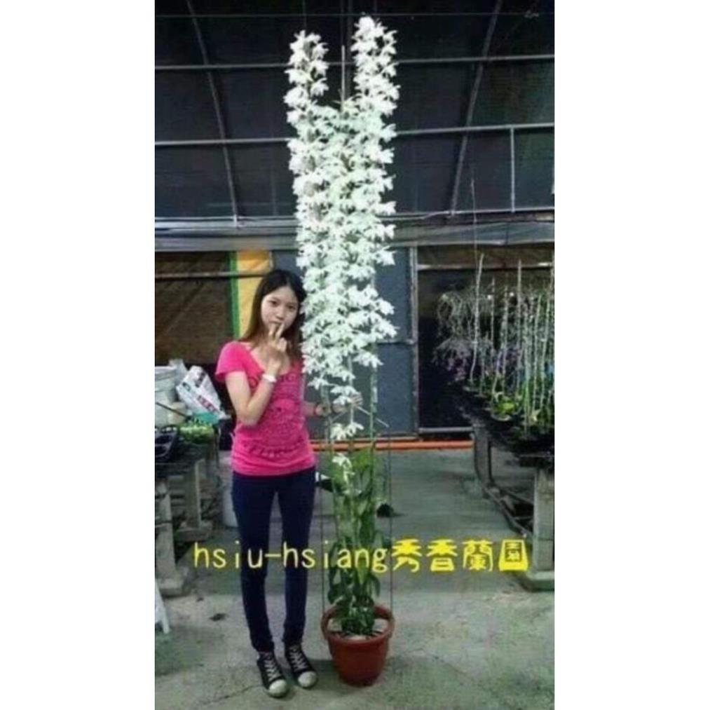 Phong lan phi điệp trắng