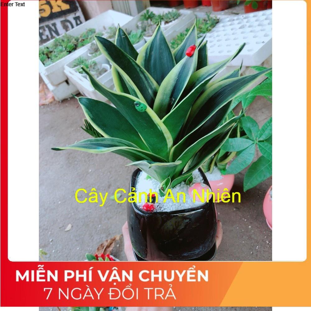 Chậu cây lưỡi hổ thái