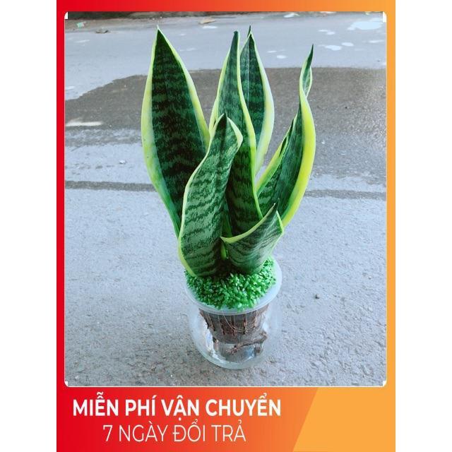 Chậu Lưỡi Hổ Thuỷ Sinh