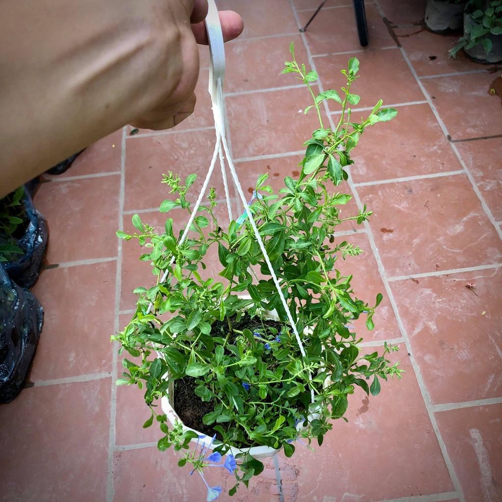 Cây hoa thanh xà chậu treo