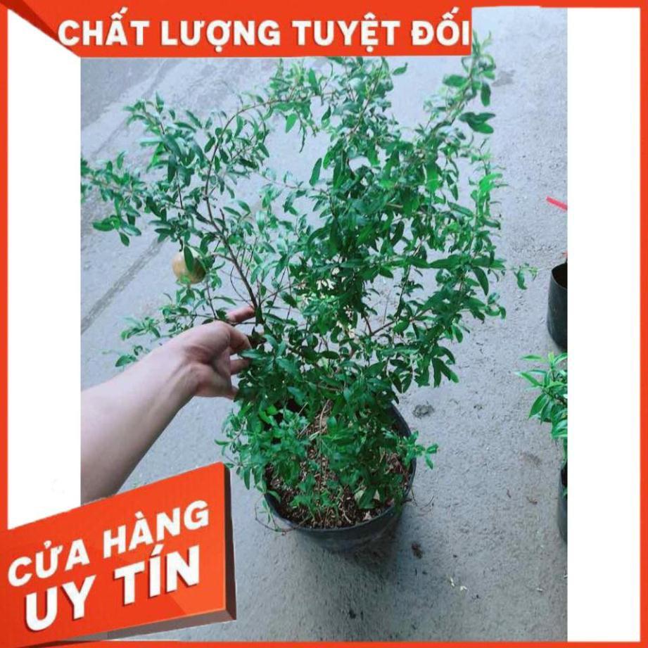 Cây Lựu Quả To Nhiều Người Mua