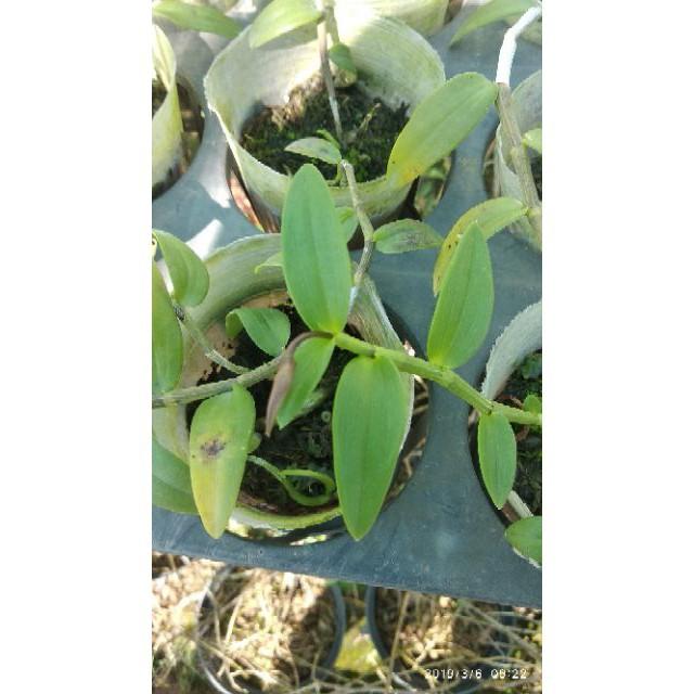 Sản Phẩm Giả Hạc Hoa Hồng Đỏ