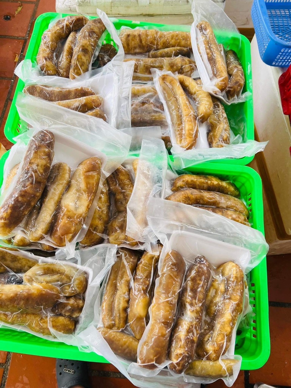 Hải Sâm Gai Vàng