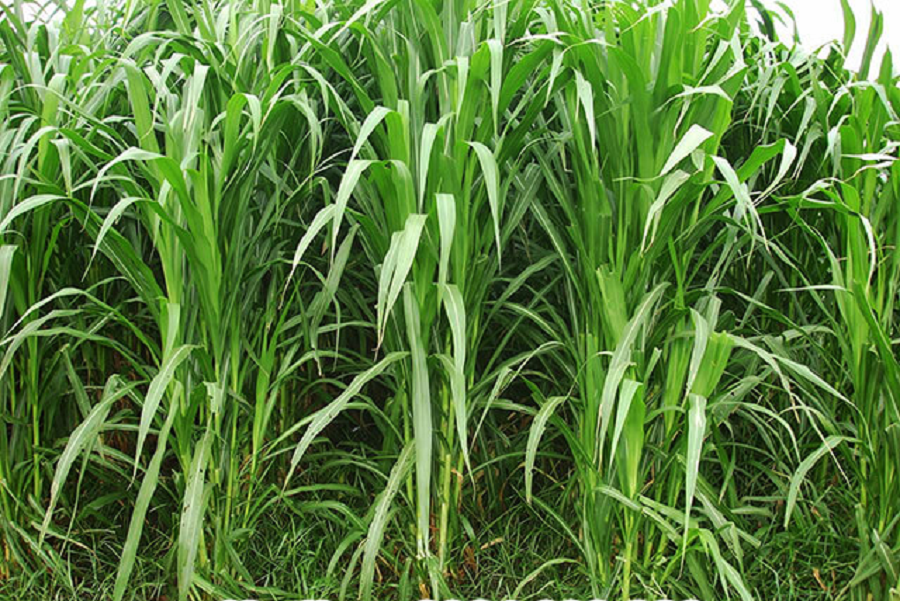 5 Loại Hạt Giống Cỏ Chăn Nuôi - Hạt Cỏ Voi, Alfalfa Linh Lăng, Paspalum,Mombasa Ghine, Yến Mạch