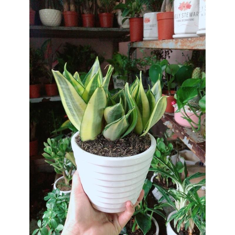 Chậu Cây Lưỡi Hổ Thái