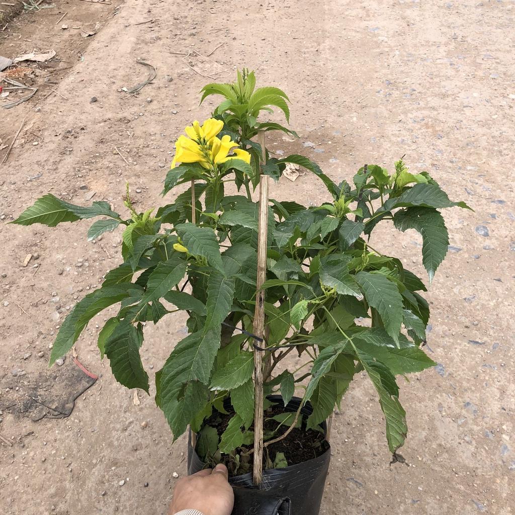 Cây chuông vàng đứng, Cao 35cm hoa vàng nở rộ tán sum suê sức sống mãnh liệt dễ chắm sóc thích hợp trang trí sân vườn
