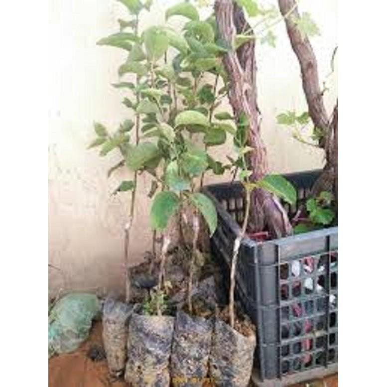 Cây giống lê vàng quả ngọt - NĂNG SUẤT - CHUẨN GIỐNG