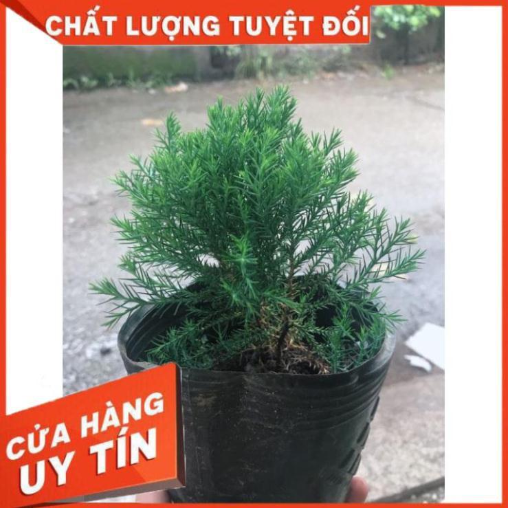 Tùng bồng lai và chậu sứ tráng men Nhiều Người Mua