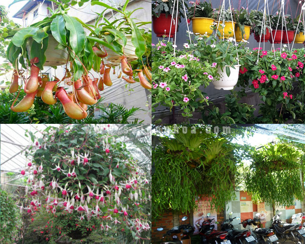 Chậu cây thông minh có hoa văn trang trí - Hàng Nội địa Nhật
