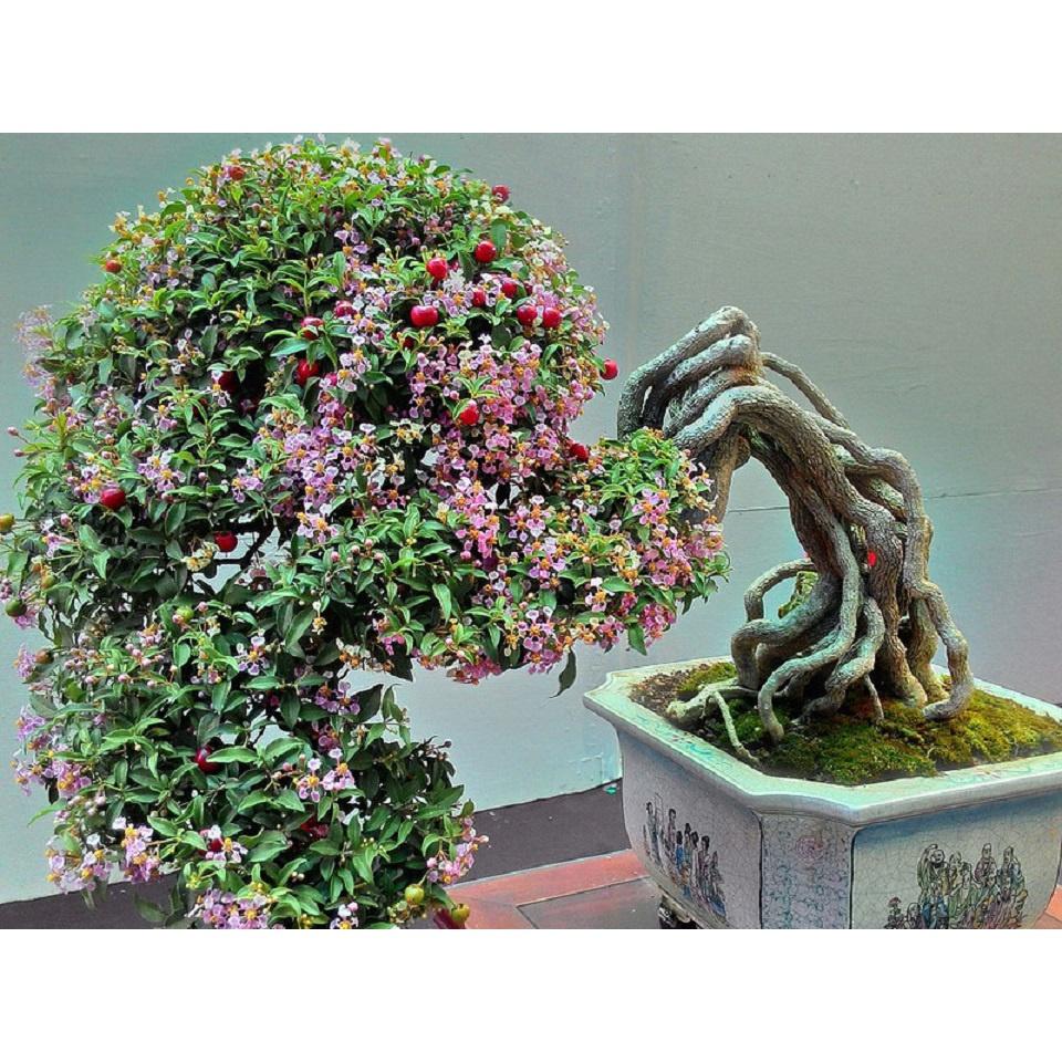 Chậu Hồng Ngọc Mai -cây phôi lớn