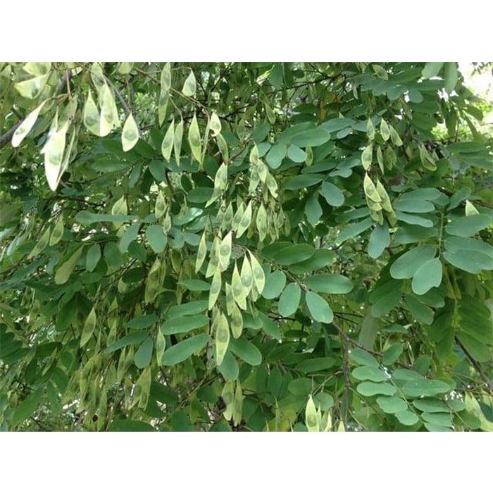 CÂY GIỐNG GIỐNG CẨM LAI rừng. .