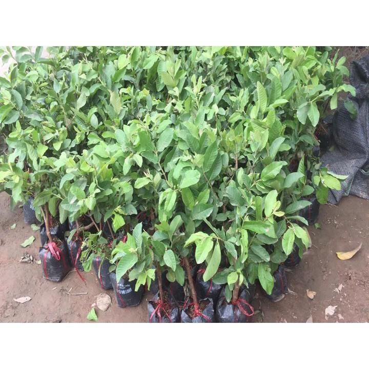 Cây ổi nữ hoàng