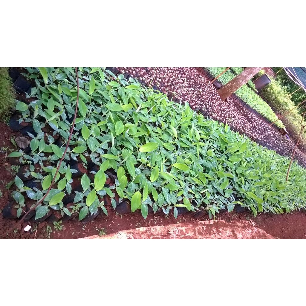 CÂY GIỐNG CHUỐI TÍM SIÊU SỚM .