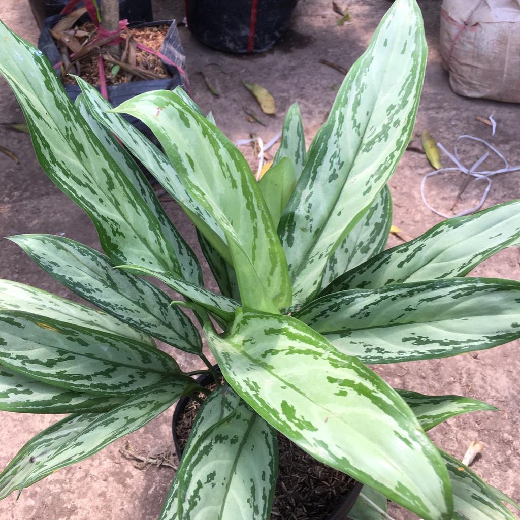 Cây Ngân Hậu Phong Thuỷ Size Lớn 45cm Màu Lá Bắt Mắt,Thích Hợp Trang Trí Nội Thất
