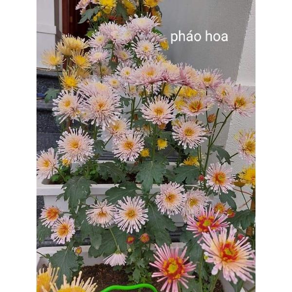 10 bầu cây giống hoa cúc tua mixx đủ màu