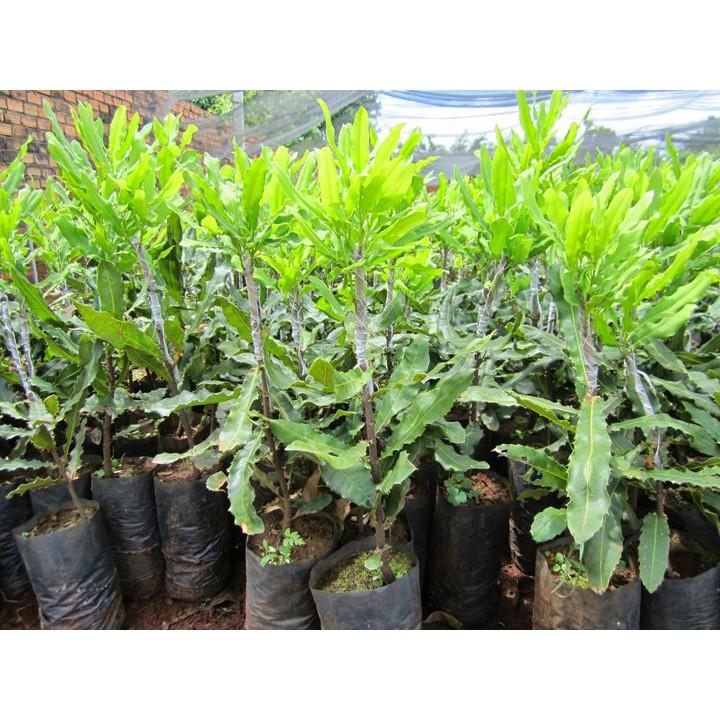 Cây giống Mắc Ca ghép.