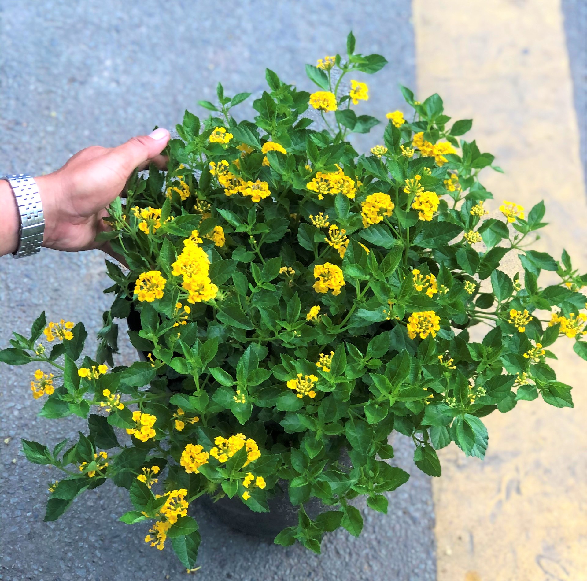 Chậu hoa ngũ sắc hoa vàng gốc to tán rộng