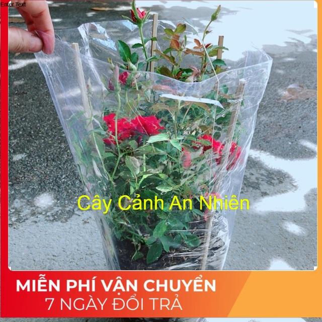 Bụi Hoa Hồng Lớn