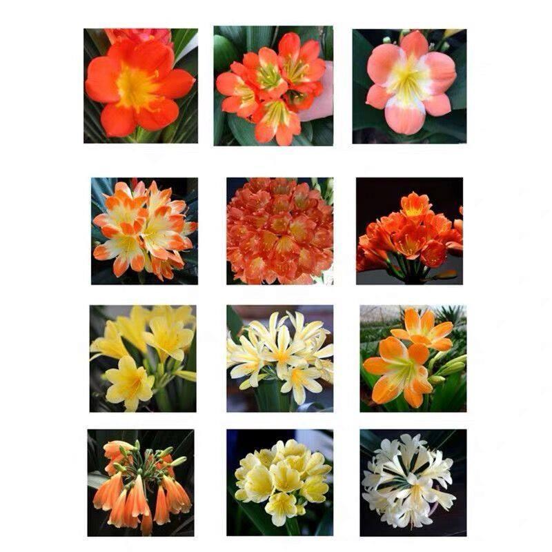 Cây Lan Quân Tử GỬI NGUYÊN CẢ CHẬU CẢ BẦU , HOA CHUẨN TẾT NGUYÊN ĐÁN - LQTC