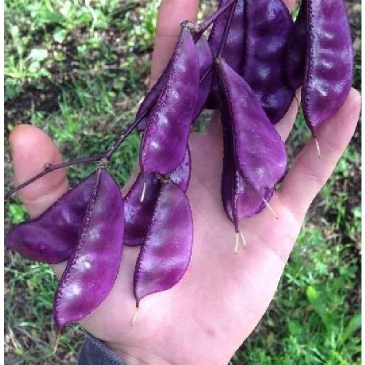 Hạt giống đậu ván tím dể trồng f1 -gói 5 hạt-tặng kèm gói phân bón lót