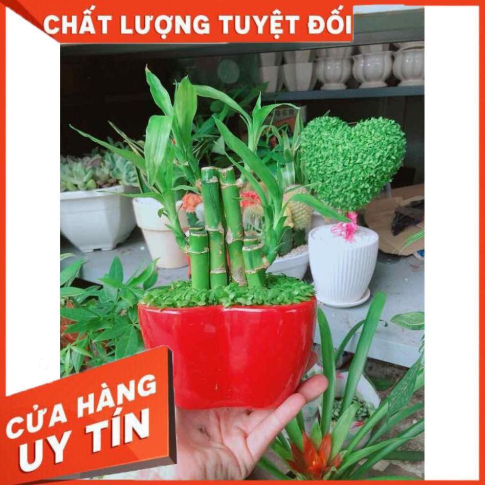 Chậu trúc phát tài Nhiều Người Mua