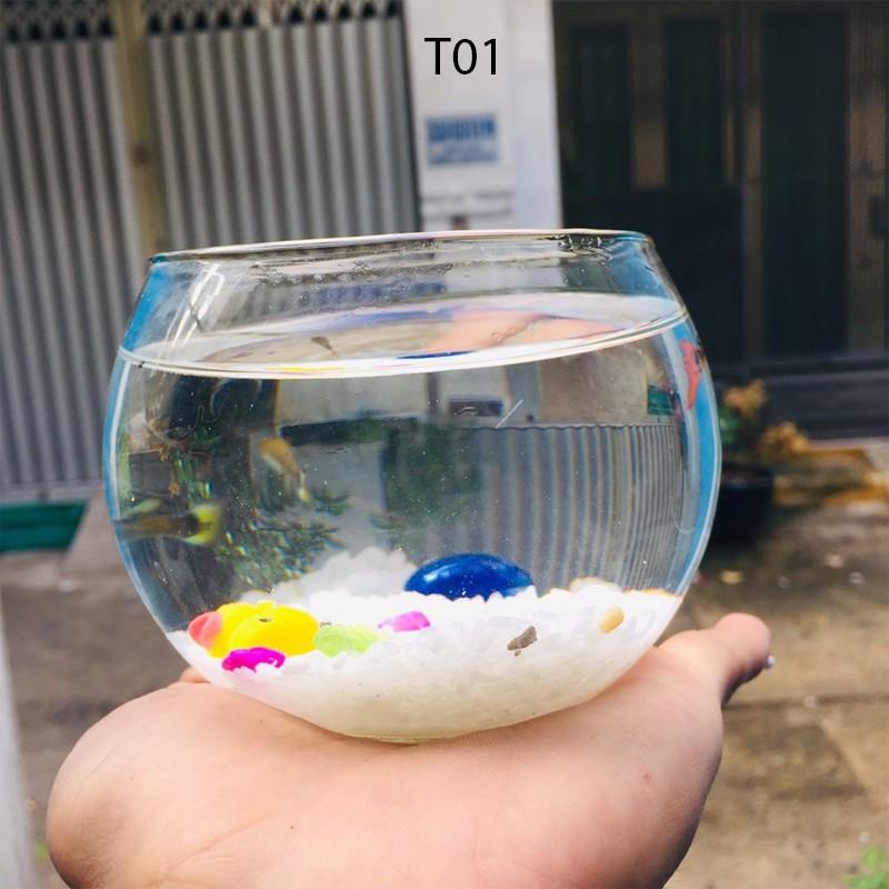 Bể cá mini TRÒN, chậu cá thủy tinh chọn mẫu