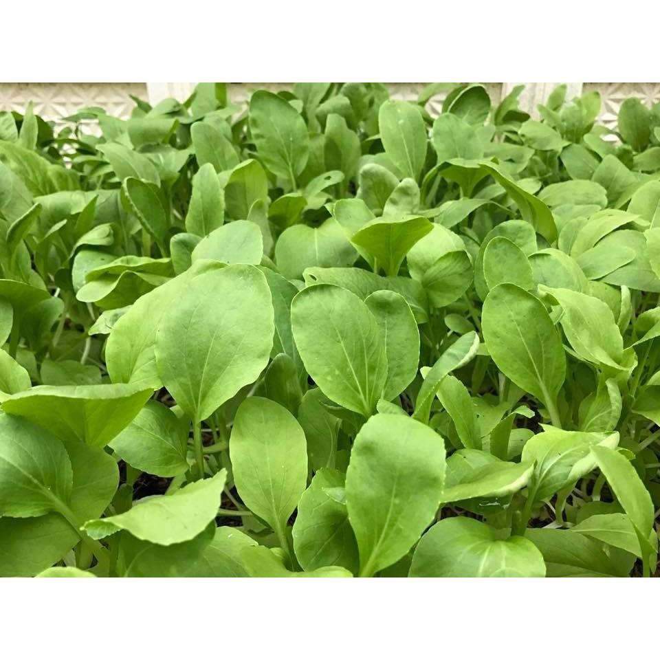 Hạt giông Rau Cải Ngọt thùng xôp dễ trồng bao đẹp