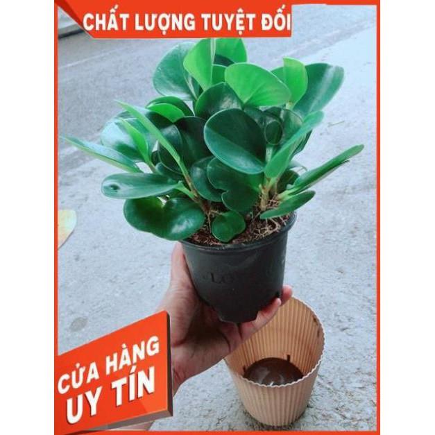 Cây Trường Sinh Kèm Chậu Tự Tưới