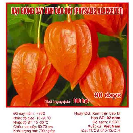 Hạt giống anh đào đất - tầm bóp