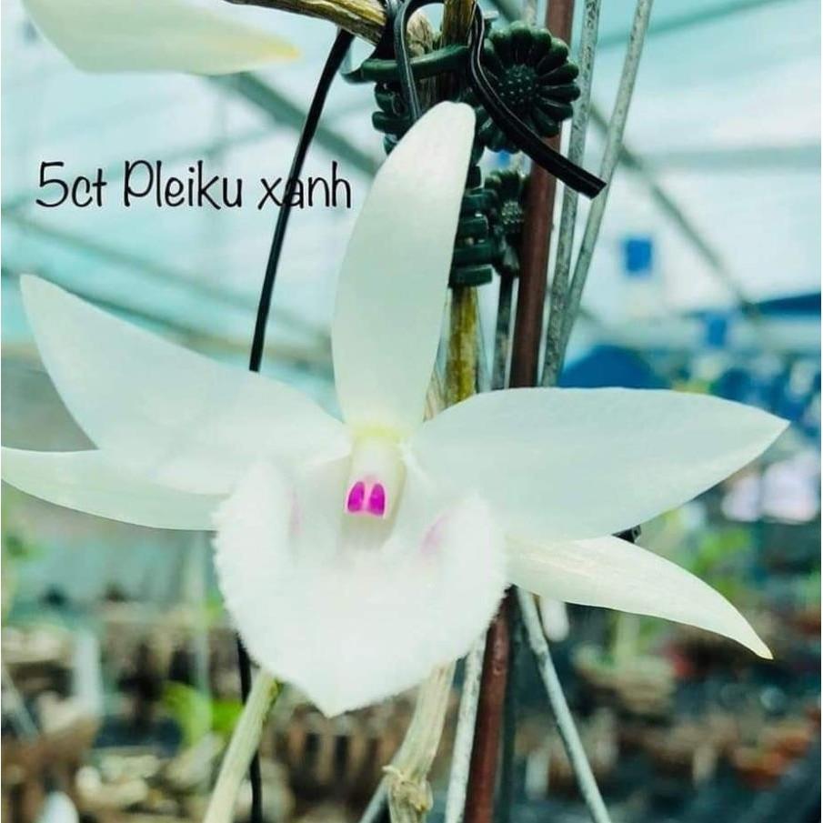 Cốc phi điệp 5 cánh trắng PLEIKU XANH - hàng gieo hạt - hoa xổ số - hoa siêu đẹp giá rẻ