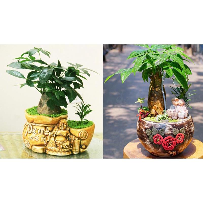 CÂY GIỐNG KIM NGÂN  *