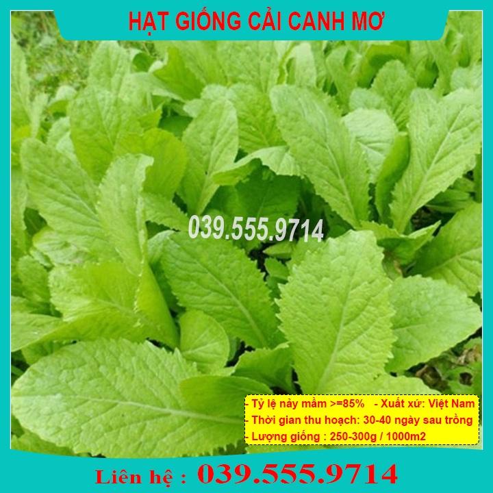 Hạt giống Cải canh mơ Hà Nội  - Rau Trồng Chậu Tại Nhà Quanh Năm