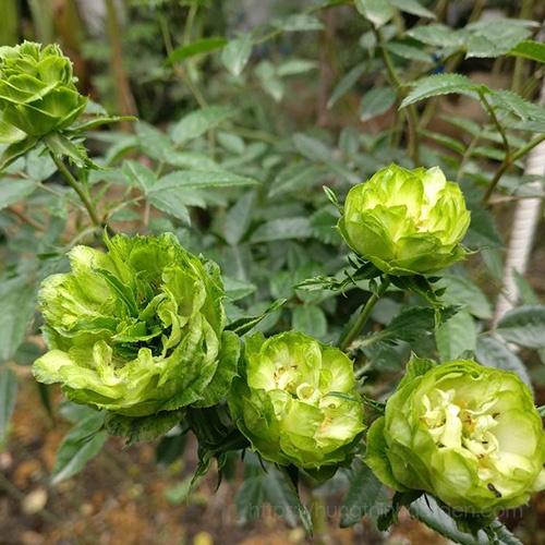 Hồng trứng Xanh thân gỗ dáng tree
