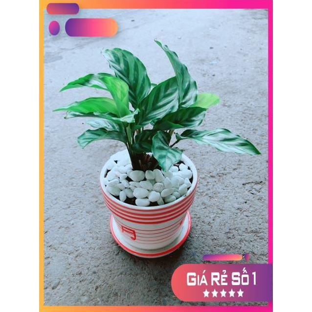 Chậu Đuôi Công Xanh