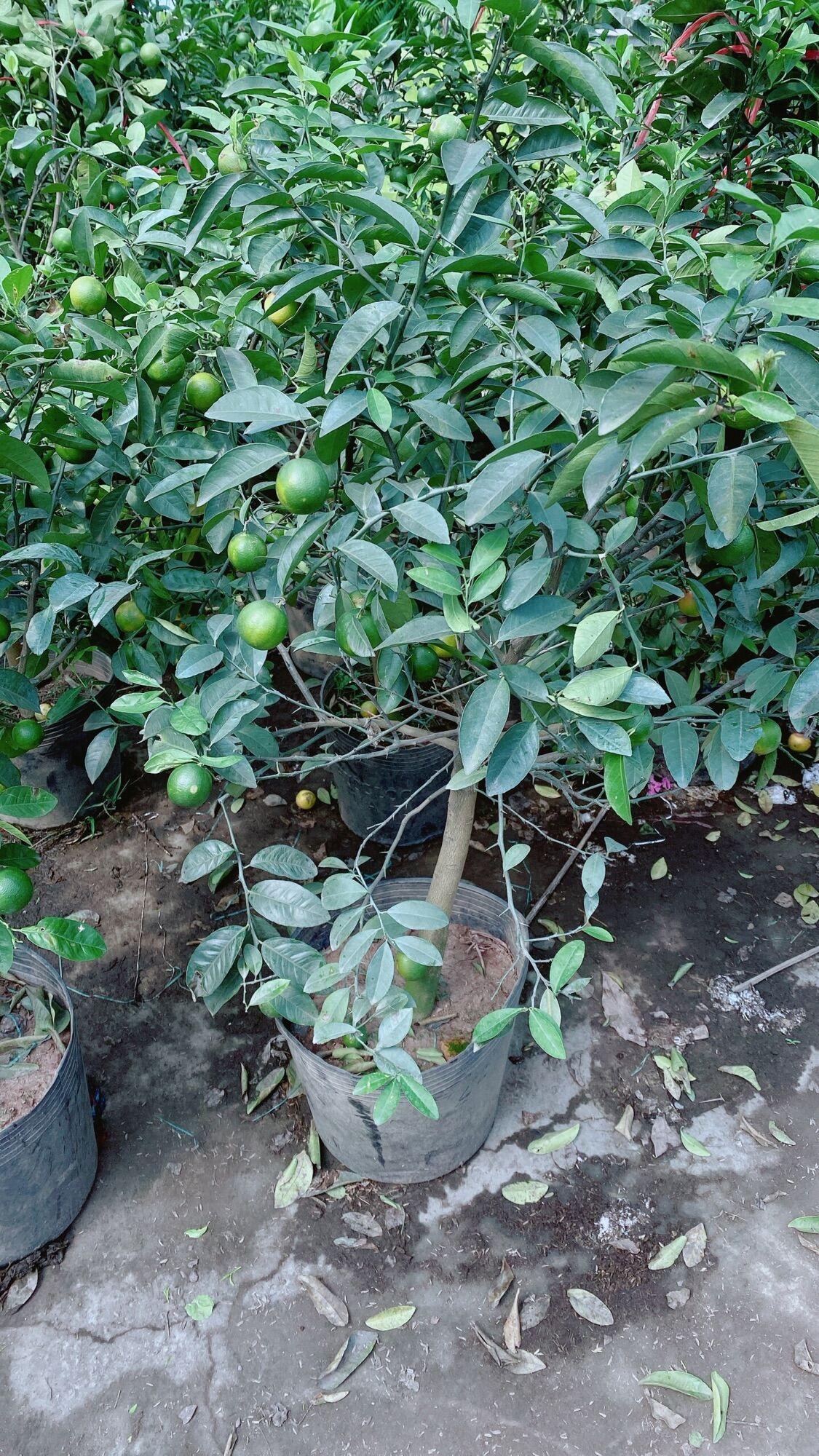 Chanh Phú Quý