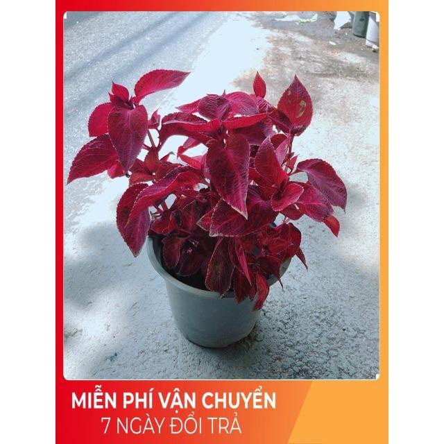 Cây Lá Gấm Đỏ