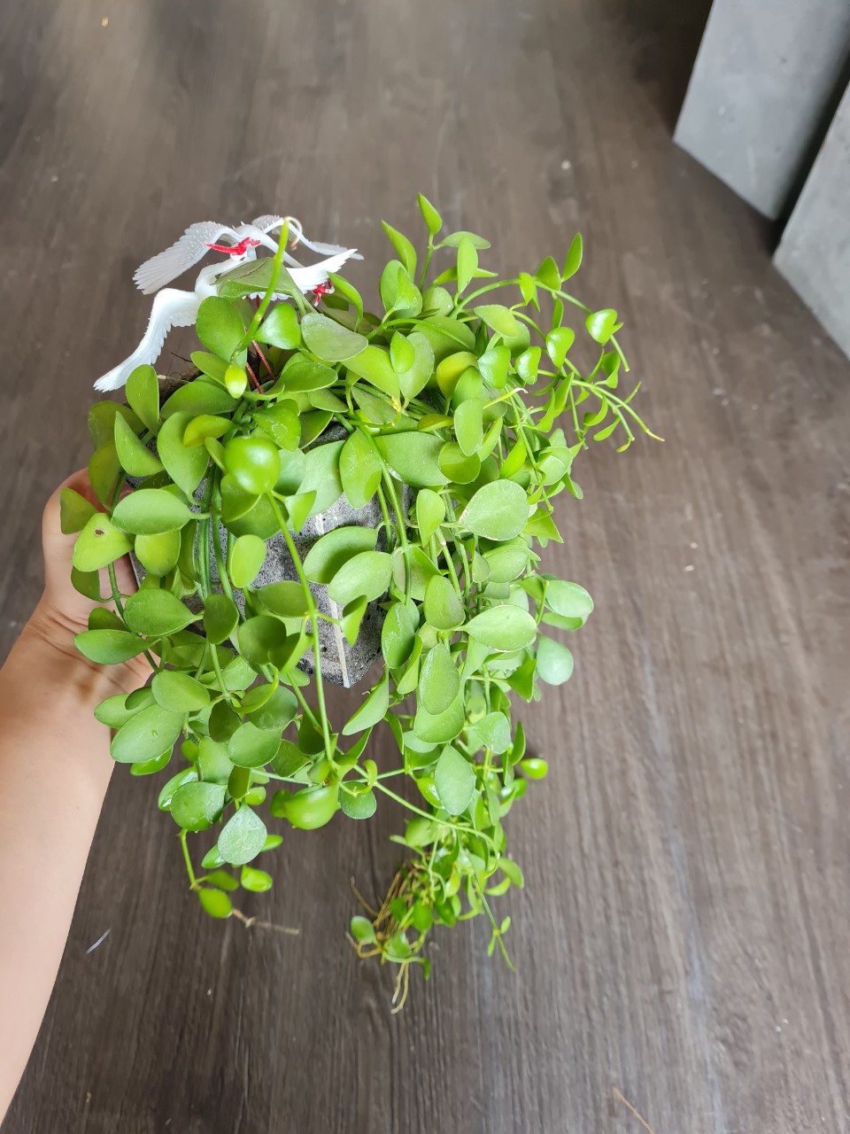 Chậu hoa đá ong xám 10x10x10cm trồng cây phong thủy đẹp