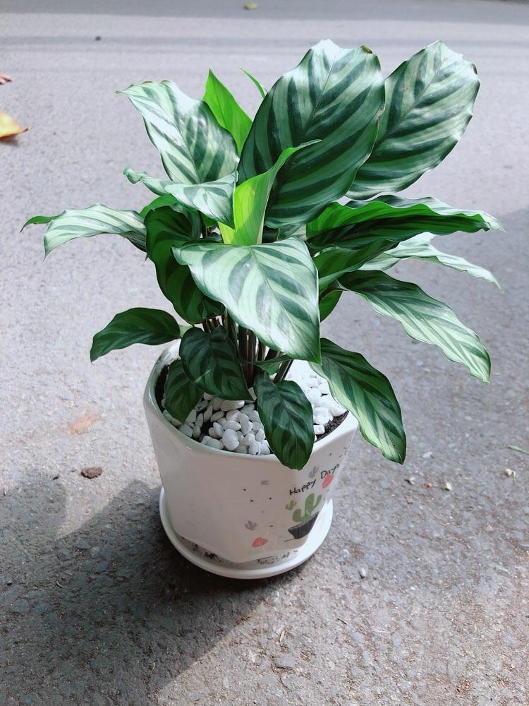 Chậu Cây Đuôi công Xanh