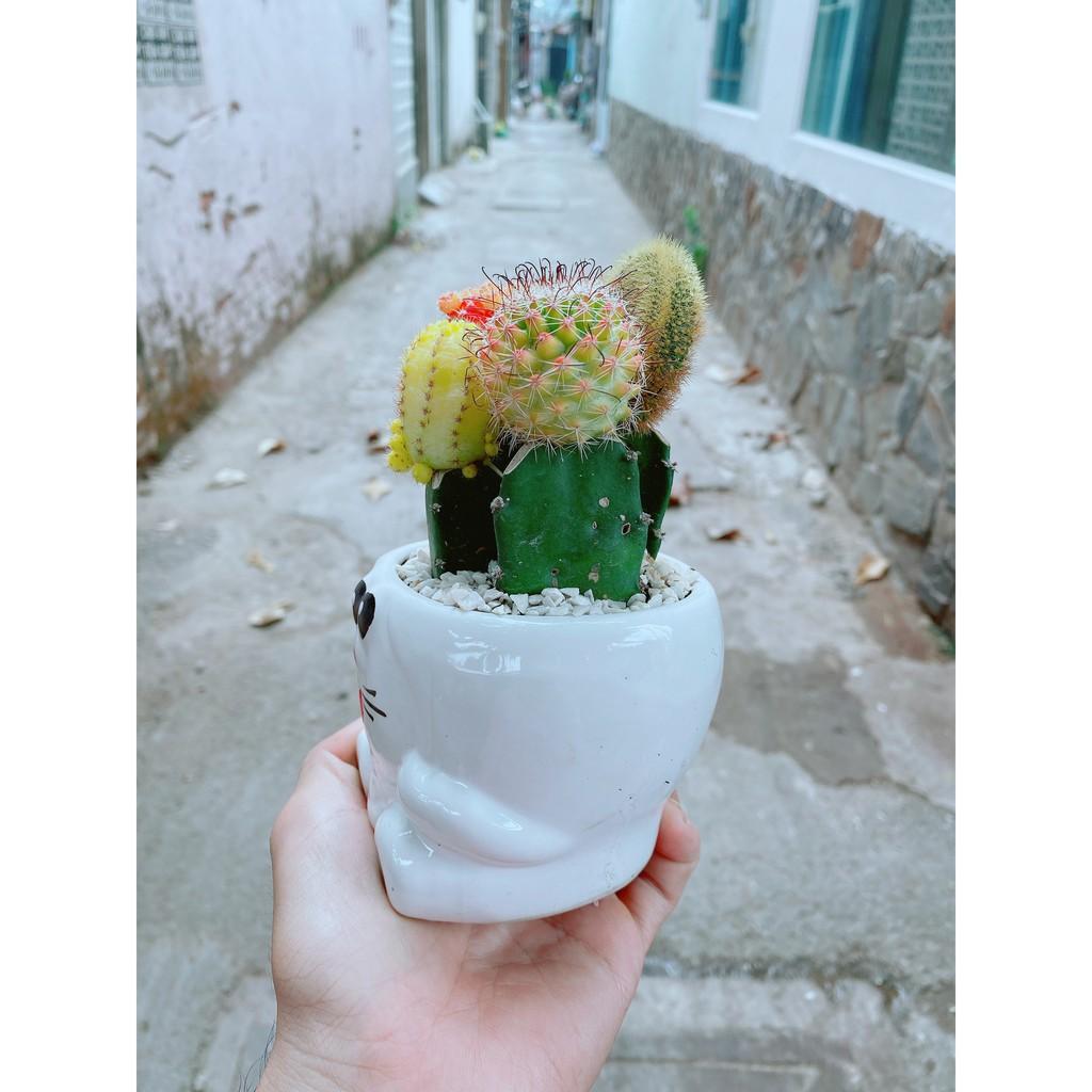 Chậu xương rồng tiểu cảnh