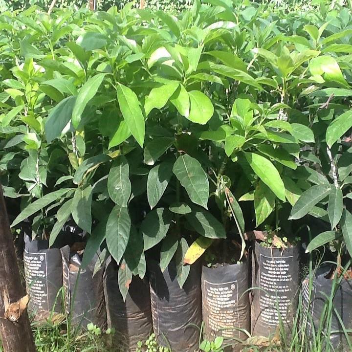 CÂY GIỐNG BƠ SÁP BOOT SIÊU NGON, NHIỀU QUẢ