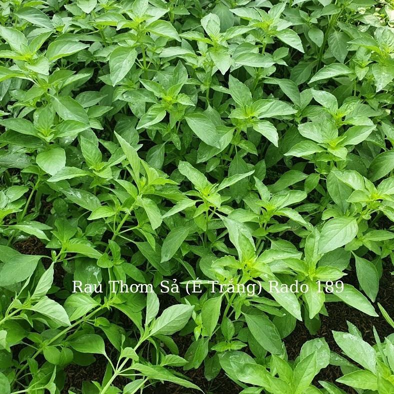 Hạt giống Lá É gói 5gr - Rất dễ trồng