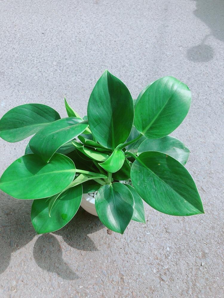 Chậu Trầu Bà Đế Vương Xanh