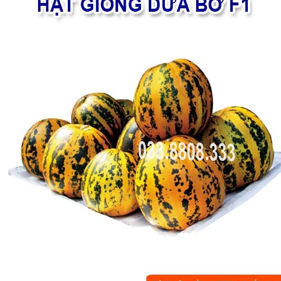 Hạt Giống Dưa Bở - Dưa Dễ Trồng Tại Nhà