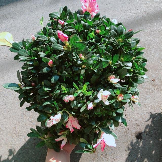 Cây Đỗ Quyên Size Lớn