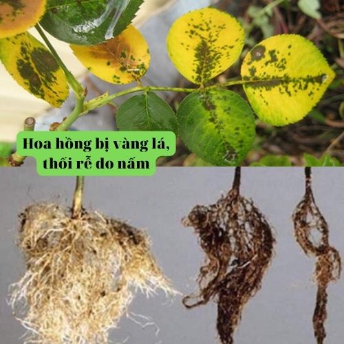 Chế phẩm đặc trị vàng lá, thối rễ, diệt tuyến trùng, kích rễ, tái tạo rễ mới BS03 Physa 250/500g NSX Bacsicayxanh