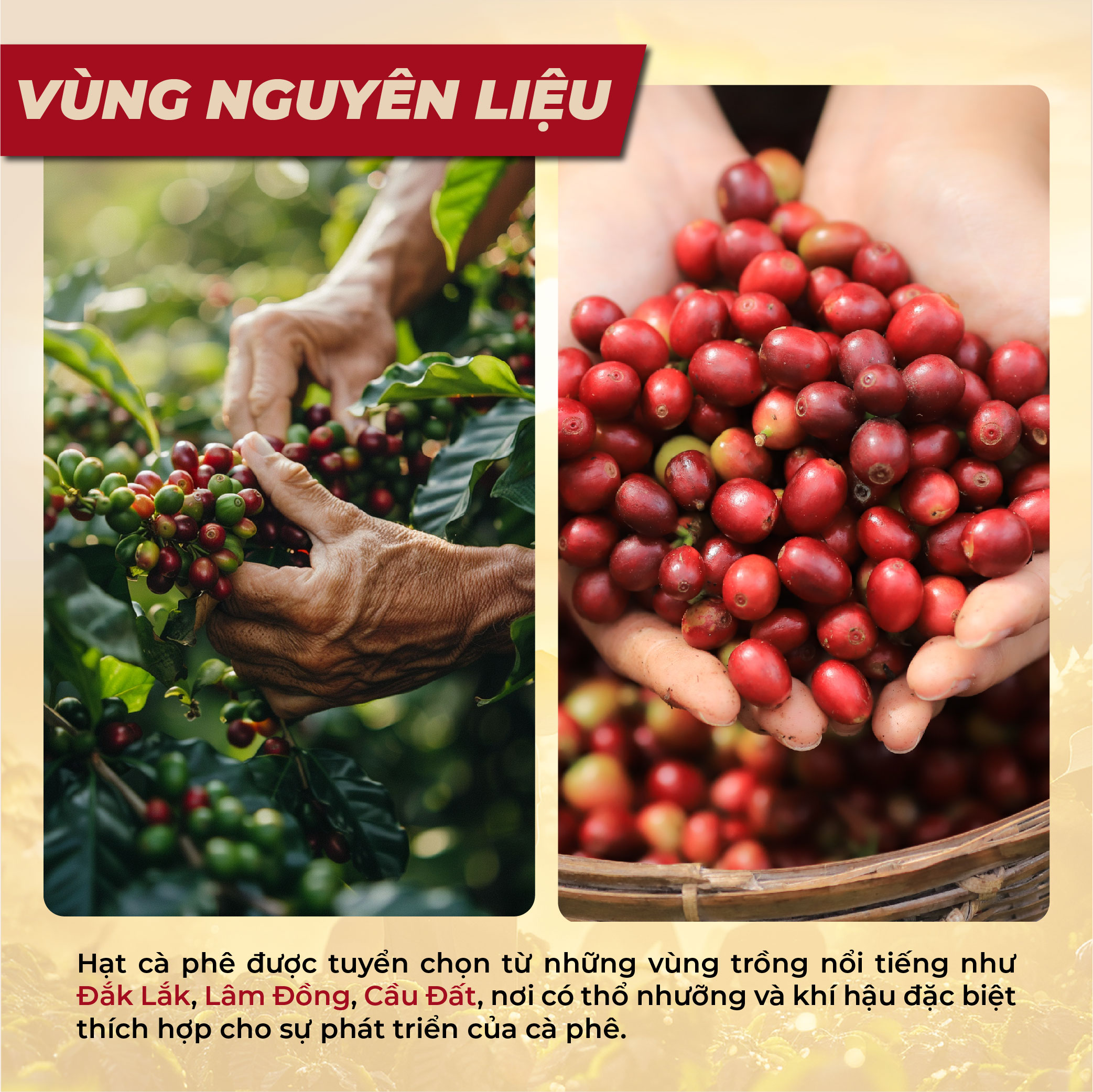 Cà Phê Nguyên Chất Rang Mộc - Gu Pha Phin Truyền Thống Đắng Đậm Thơm Nồng (Đam Mê 3) | 90S COFFEE