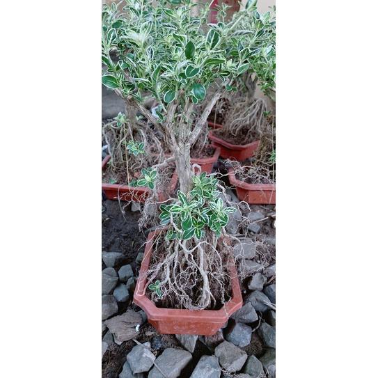 Bạch Tuyết Mai Bonsai