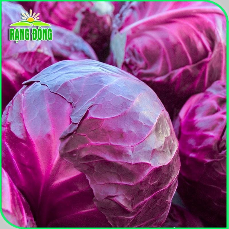 Hạt giống Bắp Cải - Bông Cải (Súp Lơ) sinh trưởng khỏe, phù hợp khí hậu nóng - Hạt giống Rạng Đông