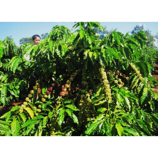 1kg HẠT GIỐNG CÀ PHÊ TRS1 CAO SẢN